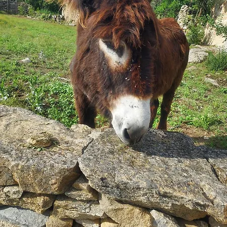 Casas Do Abo Fredo Sendim (Braganca)