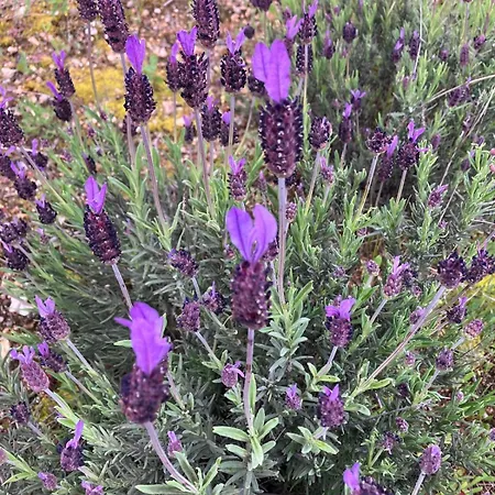 Casas Do Abo Fredo Sendim (Braganca)