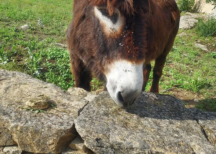 Casas Do Abo Fredo Sendim (Braganca)