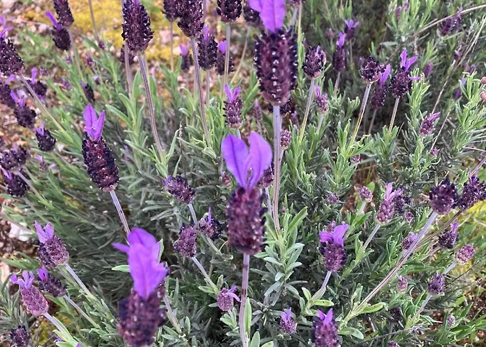 Casas Do Abo Fredo Sendim (Braganca)